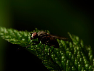 close up of a fly
