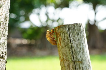 自然環境、木に止まるセミの抜けがら