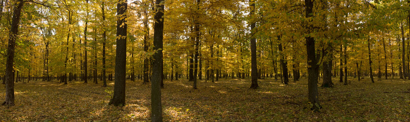 Panorama of autumn forest. Trees in the forest with yellow mistletoe.