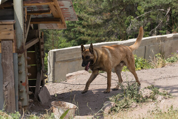 Belgian Shepherd Dog: Malinois. The chain dog guards the territory.
