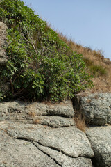 Black Sea coast. A seashore formed by frozen volcanic lava. Tectonic rocks.