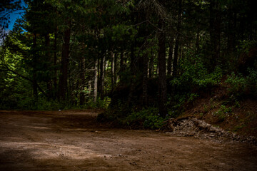 path in the woods