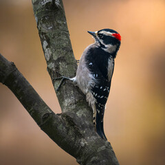 woodpecker on tree