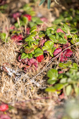 Wild red strawberries among dead grass on a walking path at the California coast