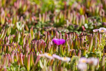 Purple ice plant flower among a bed of succulent spikes
