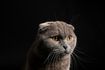 Cute Scottish Fold cat on dark background