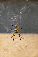 Large yellow and black garden spider hangs from a web showing the underneath of their body