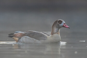 Schwimmende Nilgans im Morgennebel