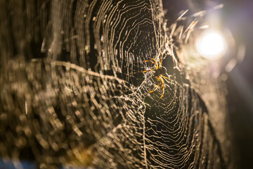 Backlit yellow and black spider crawling over strands of web toward the camera