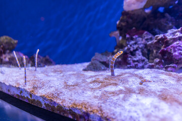 Disappearing garden eels emerging from the sandy surface in an aquarium