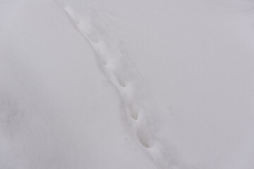 Animal trail on white fluffy snow.