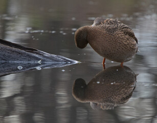 mallard duck on the water