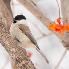 Poecile montanus is a species of titmouse, also known as brown titmouse.