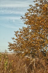 autumn in the forest