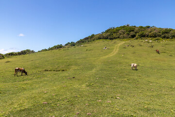 Obraz premium Farm fiels with cow held and forest