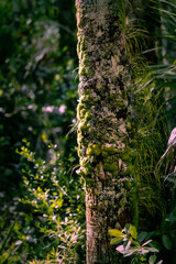 tree with moss in the florida everglades