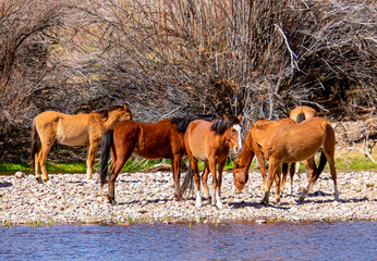 Wild Horses at the Salt River in Arizona