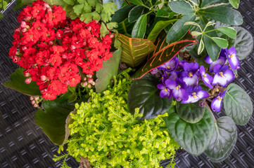 Close up of purple & red flowers