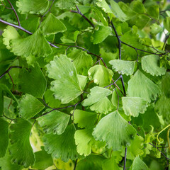 Close up of Green leaves