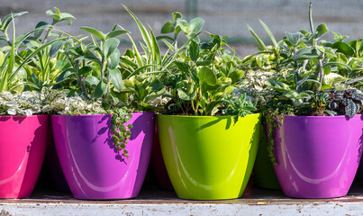 Green Plants in Brightly Colored Pots
