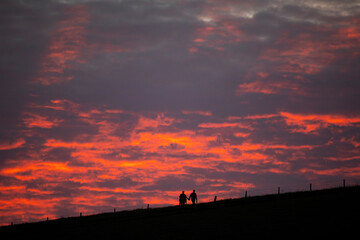 Fototapeta premium silhouette of a horse
