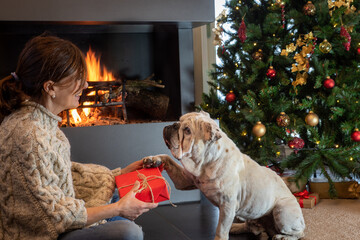 Middle-aged Caucasian woman gives the dog Christmas present in the living room of the house. Lit fireplace and christmas tree in the background