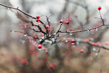 Hawthorn berries on a branch on an autumn day with rain drops. Close up view of red berries.