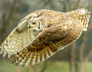 Eagle Owl