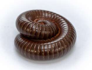 Millipede