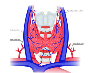 Vessels of the thyroid gland illustration. Thyroid gland arteries and veins.