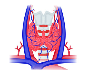 Thyroid anatomy vector illustration. Schematic illustration of thyroid, large vessels, trachea and larynx