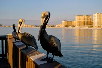 Fototapete Clearwater Strand, Florida Three pelicans perched on boardwalk rail during sunset