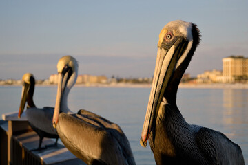 Close-up view of three pelicans on pier rail during sunset