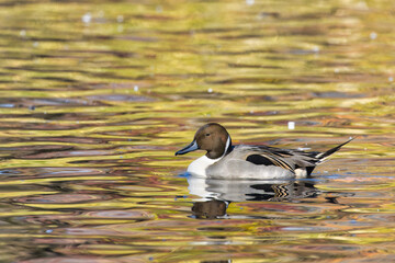 Northern pintail duck. Anas acuta