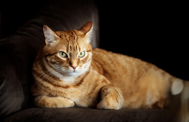 orange Tabby mysterious cat in twilight lying resting