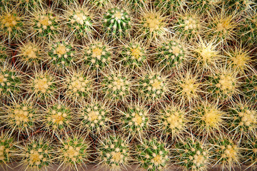 CACTUS DIFFERENT TYPES, COLORS AND SPINES