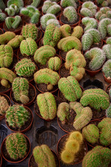 CACTUS DIFFERENT TYPES, COLORS AND SPINES