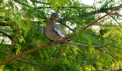 grey dove on branch