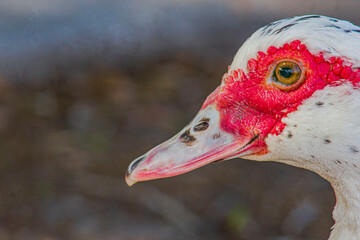portrait of a goose