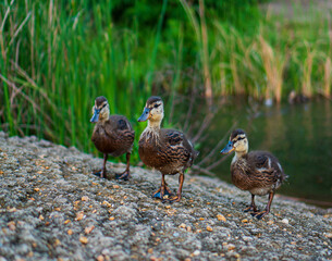 duck in the park