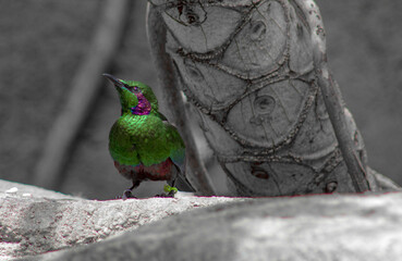 Green bird 