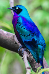 Blue bird on a branch