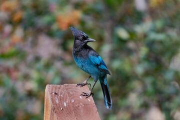 A Steller's Jay on the grass at a park
