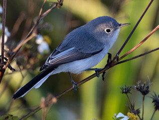 blue gray gnatcatcher on a stem