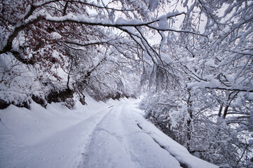 Winter trees in mountains covered with fresh snow. Beautiful landscape with branches of trees covered in snow. Mountain road in Caucasus. Azerbaijan