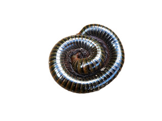 Millipedes curled up on a white background