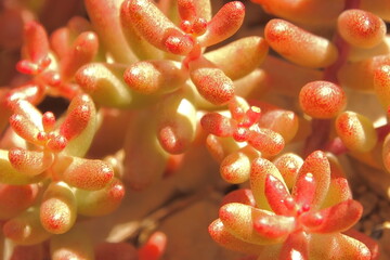 Plante grasse sedum.