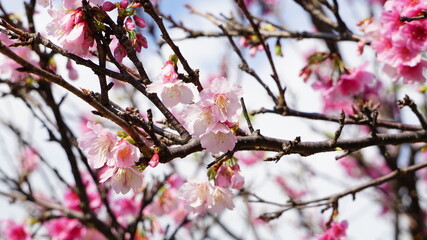 桜が咲いた沖縄の風景