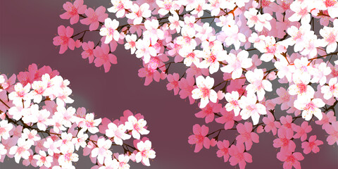 桜　春　和柄　背景