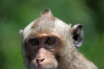 Obraz premium 可愛いサル